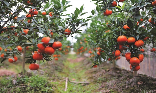 Cam Canh vào vụ thu hoạch tại vùng sản xuất tập trung ở huyện Thường Tín (Ảnh: Trần Huấn)