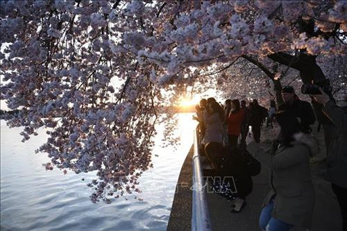 Hoa anh đào khoe sắc tại Washington D.C., Mỹ. Ảnh: THX/ TTXVN Hoa anh đào khoe sắc tại Washington D.C., Mỹ. Ảnh: THX/ TTXVN
