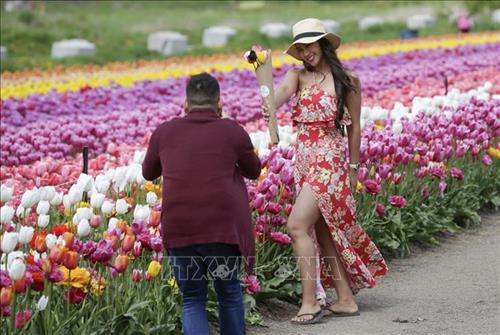 Du khách ngắm hoa Tulip tại Lễ hội Hoa Tulip thường niên ở Abbotsford, Canada ngày 26/4. Ảnh: THX/TTXVN Khách chụp ảnh lưu niệm tại Lễ hội Hoa Tulip ở Abbotsford, Canada, ngày 26/4. Ảnh: THX/TTXVN Du khách ngắm hoa Tulip tại Lễ hội Hoa Tulip thường niên ở Abbotsford, Canada ngày 26/4. Ảnh: THX/TTXVN Khách chụp ảnh lưu niệm tại Lễ hội Hoa Tulip ở Abbotsford, Canada, ngày 26/4. Ảnh: THX/TTXVN