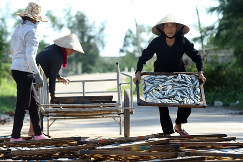 Những người phụ nữ phơi cá nục Những người phụ nữ phơi cá nục