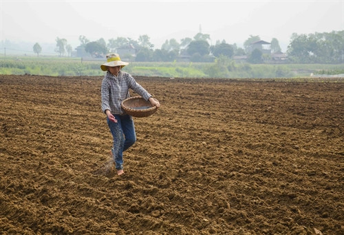 Người dân Yên Trường gieo trồng ngô trên trận địa Hồng Cúm xưa Người dân Yên Trường gieo trồng ngô trên trận địa Hồng Cúm xưa