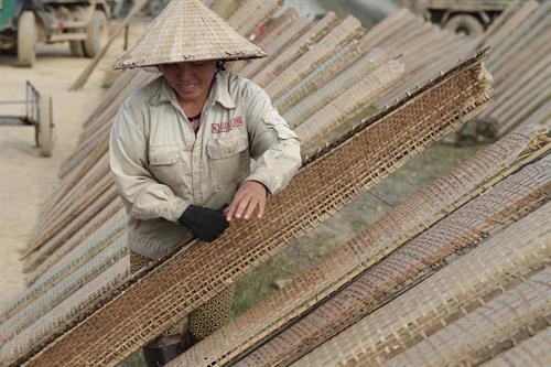 Tranh thủ những ngày nắng đẹp, bà con xã Thạch Hưng tăng công suất tráng để phơi bánh. Ảnh: Hoàng Ngà - TTXVN