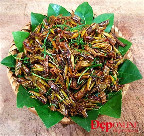 Cho châu chấu, nước dưa, mỡ, nước mắm vào rang cho cạn nước. Khi nước cạn thì để lửa thật nhỏ rang cho tới khi thấy càng châu chấu vàng đều là được. Tắt bếp rắc thêm lá chanh thái chỉ.