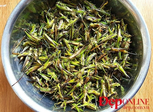 Châu chấu thì có nhiều loại, nhưng duy chỉ có loại châu chấu lúa đầu nhỏ bụng nhiều trứng và châu chấu sim bé hơn có màu xanh mạ non là được bắt để ăn. Chế biến châu chấu không khó nhưng để làm sạch châu chấu thì hơi kỳ công.