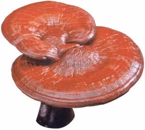 Cách sử dụng hiệu quả nấm linh chi ảnh 1