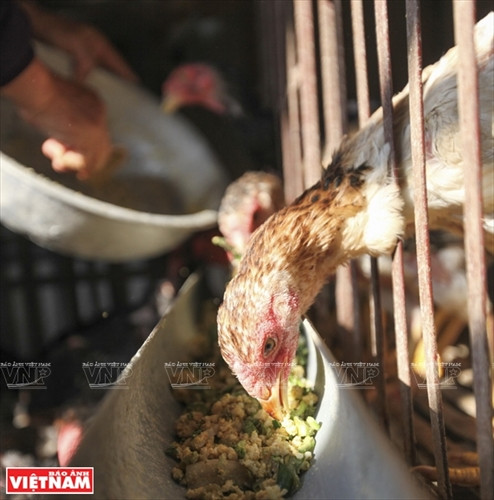 Thức ăn của gà Hồ cũng được người nuôi chọn lựa kỹ, chủ yếu là nông sản tự nhiên như thóc, ngô, cám gạo, rau xanh, cơm xay trộn lẫn… tuyệt đối không sử dụng thức ăn công nghiệp, nhờ đó chất lượng thịt của gà Hồ ngon và giàu dinh dưỡng.