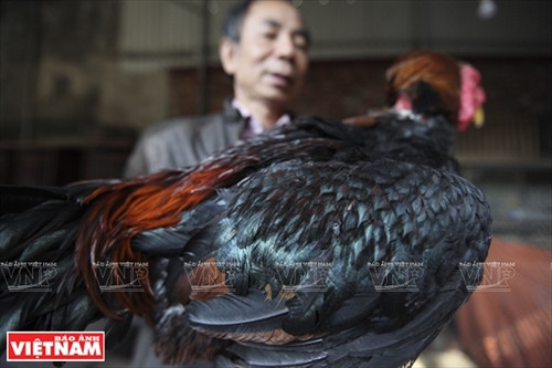 Cánh vỏ trai (úp vỏ trai) và đuôi dày dặn như nơm là những nét đẹp đặc trưng của giống gà Hồ Lạc Thổ.