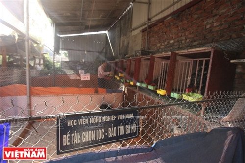 Năm 2012, trường Đại học Nông Nghiệp I Hà Nội cũng đã triển khai Dự án phát triển và bảo tồn giống gà Hồ, hỗ trợ hệ thống chuồng nuôi, thuốc phòng chống bệnh tới từng hộ gia đình nuôi gà Hồ Lạc Thổ góp phần bảo tồn và phát triển giống gà Hồ.