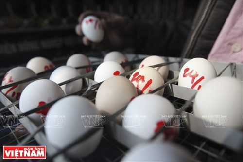 Việc chọn ra giống gà tốt đem nhân giống phải trải qua nhiều bước và đòi hỏi người nuôi gà theo dõi cẩn thận. Từ khi gà đẻ trứng, gà con nở đến lúc gà sinh sản đều phải ghi chép, theo dõi cẩn thận tránh nhầm lẫn và giữ được nguồn gene tốt.