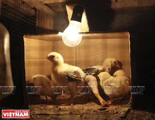 Chuồng gà con được bố trí nơi cao ráo, sạch sẽ, thoáng mát về mùa hè, ấm áp và kín gió vào mùa đông nhằm đảm bảo sự phát triển của gà Hồ.