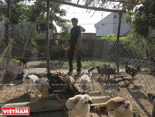 “Gia đình” gà Hồ thường được các hộ dân Làng Lạc Thổ nuôi thả vườn, dưới tán cây rộng để tránh nắng mưa.