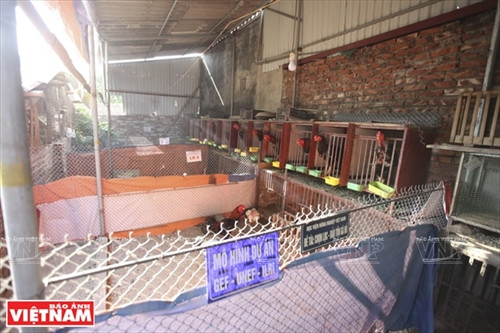 Năm 2010, dự án Quỹ môi trường toàn cầu - Chương trình môi trường Liên hợp quốc - Viện nghiên cứu chăn nuôi quốc tế (GEF - UNEP - ILRI) đã khảo sát và giúp đỡ cho CLB Gà Hồ Lạc Thổ về kỹ thuật, hệ thống chuồng nuôi đúng tiêu chuẩn nhằm bảo tồn phát triển giống gà Hồ Lạc Thổ.