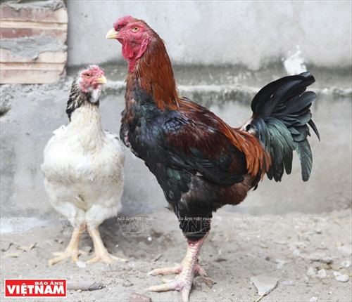 Gà Hồ đã có ở làng Lạc Thổ hơn 600 năm, là giống gà đặc sản được người dân nơi đây rất coi trọng, xưng tụng là “linh kê”. Việc chăn nuôi gà Hồ còn là hướng phát triển kinh tế đem lại nguồn thu rất cao cho người dân Lạc Thổ.