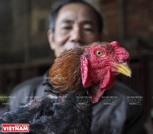 Gà Hồ làng Lạc Thổ là giống gà quý, có nhiều đặc điểm mà các giống gà khác không có như vóc dáng cao to; đầu to, mào kép; da cổ đỏ; cánh hình vỏ trai; vảy chân sáng mịn màu vàng trắng như màu đậu nành; lưng vuông dài; đuôi dày dặn và úp như hình nơm; tiếng gáy vang và chắc nịch,thịt gà ngọt không bã, nhiều axit amin nhất trong các dòng gà.