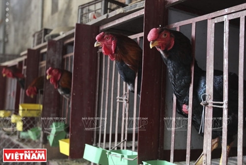 Gà trống Hồ trưởng thành đến độ xuất bán cần nuôi trong vòng 12-13 tháng, nặng trung bình 5-6kg, thường xuất bán quanh năm, đắt hàng nhất vào dịp Tết Nguyên Đán với giá 5 đến 6 trăm nghìn đồng/kg.