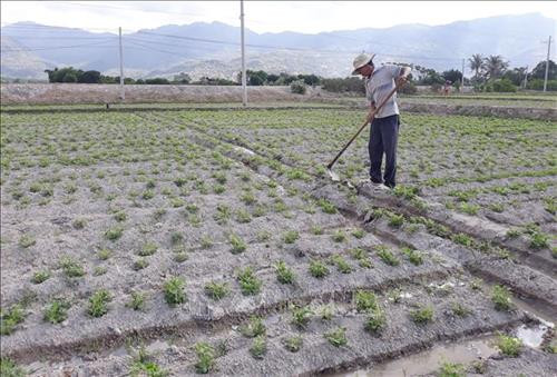 Mô hình trồng lạc trên đất lúa chuyển đổi nhằm ứng phó với biến đổi khí hậu giúp đồng bào nâng cao thu nhập. Ảnh: Nguyễn Thành – TTXVN Mô hình trồng lạc trên đất lúa chuyển đổi nhằm ứng phó với biến đổi khí hậu giúp đồng bào nâng cao thu nhập. Ảnh: Nguyễn Thành – TTXVN