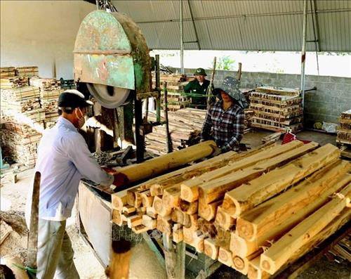 Chế biến gỗ rừng trồng cỡ lớn . Ảnh: Vũ Sinh - TTXVN Chế biến gỗ rừng trồng cỡ lớn . Ảnh: Vũ Sinh - TTXVN
