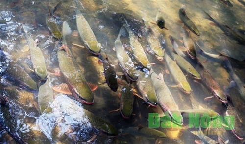 Thú vị ngắm “suối cá thần” Cẩm Thủy ảnh 7