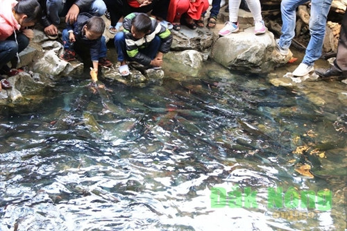 Thú vị ngắm “suối cá thần” Cẩm Thủy ảnh 3