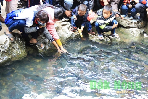 Thú vị ngắm “suối cá thần” Cẩm Thủy ảnh 5