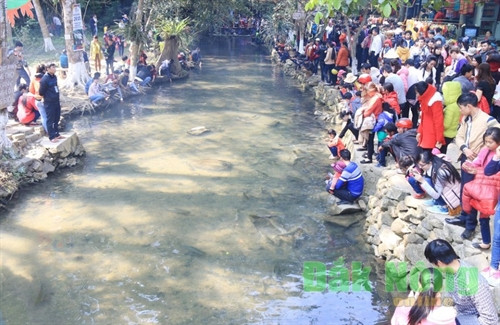 Thú vị ngắm “suối cá thần” Cẩm Thủy ảnh 8