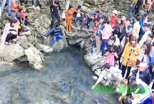 Thú vị ngắm “suối cá thần” Cẩm Thủy ảnh 6