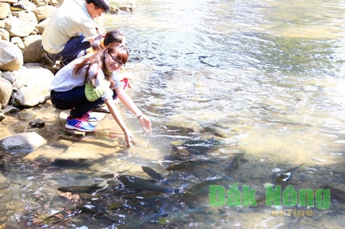 Thú vị ngắm “suối cá thần” Cẩm Thủy ảnh 4