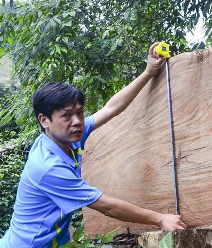 Thân gỗ nghiến có đường kính 80cm vừa bị lâm tặc đốn hạ. Thân gỗ nghiến có đường kính 80cm vừa bị lâm tặc đốn hạ.