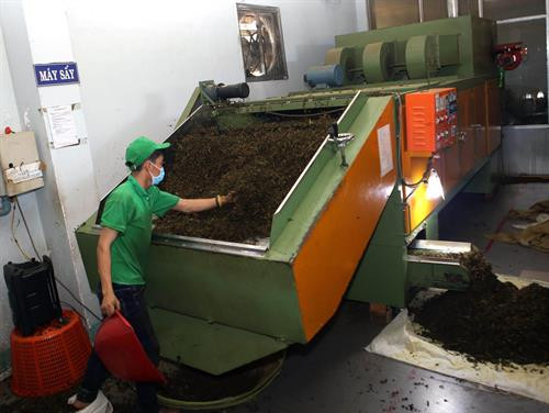 Sản xuất chè Ô long xuất khẩu tại Công ty Cổ phần Long Đỉnh ở huyện Lâm Hà. Mỗi năm, Công ty tiêu thụ được hơn 70 tấn chè, đạt doanh thu hơn 10 tỷ đồng. Ảnh: Vũ Sinh - TTXVN Sản xuất chè Ô long xuất khẩu tại Công ty Cổ phần Long Đỉnh ở huyện Lâm Hà. Mỗi năm, Công ty tiêu thụ được hơn 70 tấn chè, đạt doanh thu hơn 10 tỷ đồng. Ảnh: Vũ Sinh - TTXVN