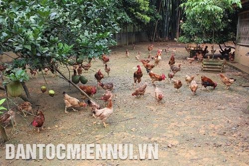 Để phát triển nghề trồng dứa, nâng cao thu nhập cho đồng bào, huyện Mường Khương đã làm tốt quy hoạch vùng trồng dứa, đẩy mạnh công tác tuyên truyền thương hiệu "dứa bản Lầu". Ảnh: Hoàng Hà Huyện Mường Khương chú trọng phát triển chăn nuôi gia cầm bản địa, đặc sản có giá trị kinh tế cao. Ảnh: Hoàng Hà