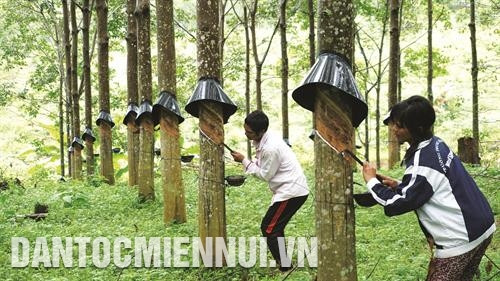 Với trên 900 ha, cây cao su đã giúp đồng bào ở xã Đăk Môn,huyện Đăk Glei có thu nhập ổn định hơn so với các cây trồng khác. Ảnh: An Thành Đạt - TTXVN