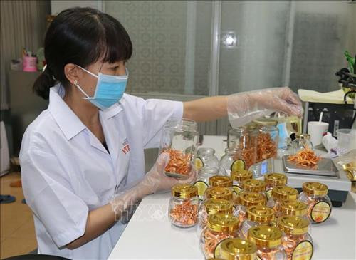 Quy trình đóng gói sản phẩm Đông trùng hạ thảo sấy khô của Trung tâm Ứng dụng Tiến bộ Khoa học và Công nghệ tỉnh Gia Lai. Ảnh: Dư Toán – TTXVN. Quy trình đóng gói sản phẩm Đông trùng hạ thảo sấy khô của Trung tâm Ứng dụng Tiến bộ Khoa học và Công nghệ tỉnh Gia Lai. Ảnh: Dư Toán – TTXVN.