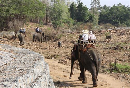 Voi phục vụ chở du khách tham quan ở Vườn Quốc gia Yok Don. Môi trường tự nhiên giúp đàn voi sinh trưởng phát triển tốt hơn. Môi trường tự nhiên giúp đàn voi sinh trưởng phát triển tốt hơn. Các cá thể voi cái thường bị cách li không được giao phối trong thời kỳ động dục. Cá thể voi đực đến thời kỳ động dục nhưng không được giao phối. Voi phục vụ chở du khách tham quan ở Buôn Đôn. Voi phục vụ chở du khách tham quan ở Vườn Quốc gia Yok Don. Môi trường tự nhiên giúp đàn voi sinh trưởng phát triển tốt hơn. Môi trường tự nhiên giúp đàn voi sinh trưởng phát triển tốt hơn. Các cá thể voi cái thường bị cách li không được giao phối trong thời kỳ động dục. Cá thể voi đực đến thời kỳ động dục nhưng không được giao phối. Voi phục vụ chở du khách tham quan ở Buôn Đôn.