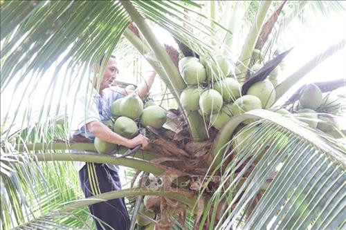 Bến Tre tập trung xây dựng chuỗi giá trị dừa. Ảnh: Trương Công Trí - TTXVN Bến Tre tập trung xây dựng chuỗi giá trị dừa. Ảnh: Trương Công Trí - TTXVN