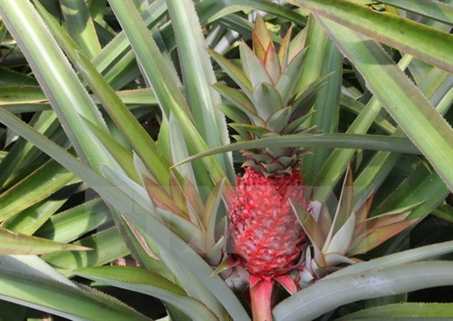 Dứa son có màu sắc đỏ tươi tượng trưng cho sự may mắn, được nhiều gia đình chọn trưng trong dịp Tết Nguyên đán . (Ảnh: Xuân Dự/TTXVN)