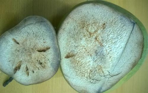 Hiện tượng dừa bị rỗng xơ Hiện tượng dừa bị rỗng xơ