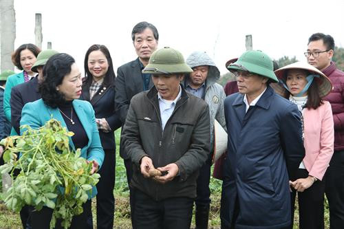 Trước khi làm việc với lãnh đạo huyện Thạch Thất, Phó Bí thư Thường trực Thành ủy Hà Nội Ngô Thị Thanh Hằng và đoàn công tác của Ban Chỉ đạo Chương trình số 02-CTr/TU đã đi thăm, kiểm tra mô hình trồng khoai tây vụ Xuân tại xã Hương Ngải, huyện Thạch Thất (Hà Nội).