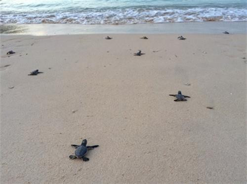 Thả rùa con ra biển. Nguồn: nhandan.com.vn Thả rùa con ra biển. Nguồn: nhandan.com.vn