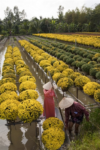 Sa Đéc chuyên trồng các loại hoa truyền thống như: hồng, cúc, mai... Sa Đéc chuyên trồng các loại hoa truyền thống như: hồng, cúc, mai...