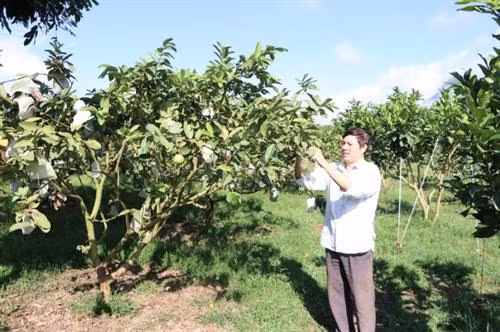 Vườn cây ăn quả gia đình ông Phan Đức Vinh ở thị trấn Tân Uyên, phát triển theo hướng sản xuất hàng hóa mang lại giá trị kinh tế cao. Ảnh :nhandan.com.vn