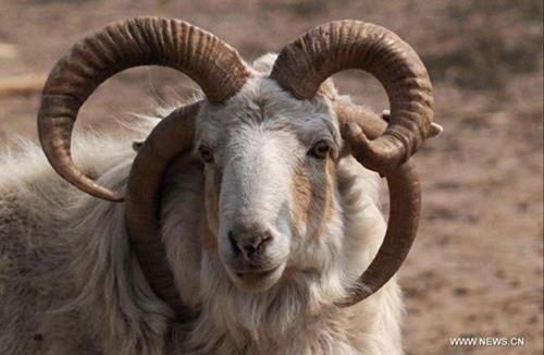 Dê là một là một loài gia súc có sứng khá nhọn. Ảnh: farmvina.com Dê là một là một loài gia súc có sứng khá nhọn. Ảnh: farmvina.com