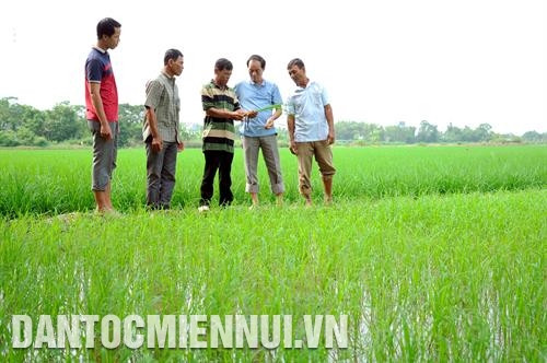 Ông Lý Quờn (ở giữa) cùng các thành viên Tổ hợp tác sản xuất lúa chất lượng cao Đồng Tiến, cán bộ nông nghiệp địa phương trao đổi kinh nghiệm trồng lúa cao sản . Ảnh: Phúc Thanh