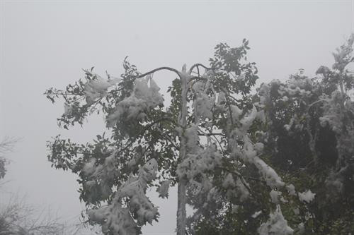 Băng giá trên đỉnh Trống Páo Sang, xã La Pán Tẩn, huyện Mù Cang Chải (Yên Bái). Ảnh: Đỗ Tuấn Anh - TTXVN. Băng giá trên đỉnh Trống Páo Sang, xã La Pán Tẩn, huyện Mù Cang Chải (Yên Bái). Ảnh: Đỗ Tuấn Anh - TTXVN.