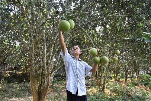 Trồng bưởi da xanh mang lại hiệu quả kinh tế cao.Ảnh: Đinh Văn Nhiều-TTXVN Trồng bưởi da xanh mang lại hiệu quả kinh tế cao.Ảnh: Đinh Văn Nhiều-TTXVN