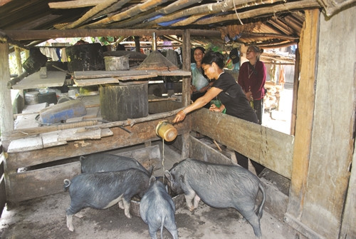 Chăn nuôi lợn (heo) đem lại thu nhập ổn định cho gia đình chị Hồ Thị Vua ở thôn 3