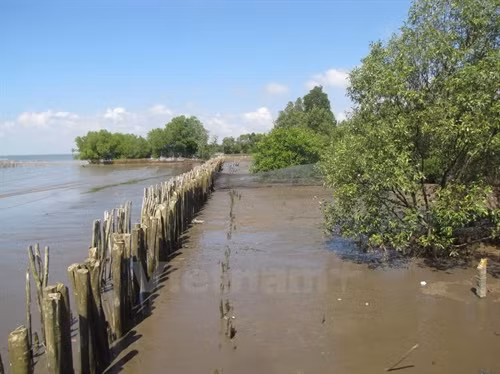 Cây con phía trong hàng rào cừ tràm đang tái sinh. Ảnh: Ngọc Dung Cây con phía trong hàng rào cừ tràm đang tái sinh. Ảnh: Ngọc Dung