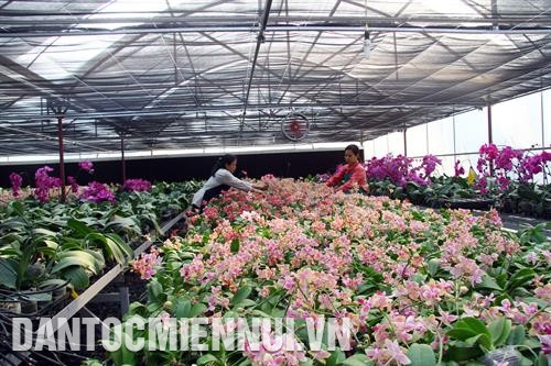 Sản xuất hoa lan theo hướng nông nghiệp công nghệ cao đem lại hiệu quả kinh tế ổn định cho nhiều hộ nông dân ở xã Yên Sở, huyện Hoài Đức (Hà Nội). Ảnh: Trịnh Văn