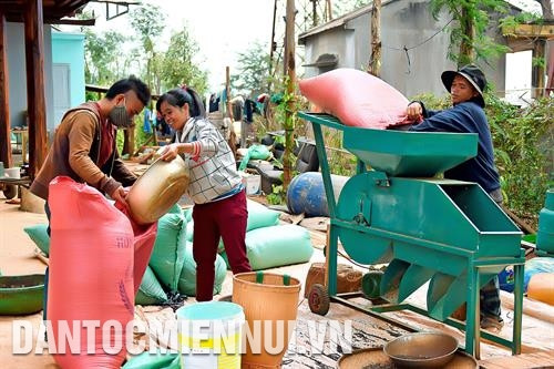 Tỉnh Gia Lai khuyến khích nông dân thành lập hợp tác xã, tổ liên kết hướng đến sản xuất sản phẩm hồ tiêu sạch và bền vững. Ảnh: Đức Thụy Phơi hồ tiêu sau thu hoạch ở xã Chư Pông, huyện Chư Sê. Ảnh: Đức Thụy Anh Trần Quang Sơn ở thôn 1, xã Nam Yang, huyện Đak Đoa đã nghiên cứu và sáng chế thành công máy sấy hồ tiêu sạch bằng tia hồng ngoại. Ảnh: Hồng Điệp