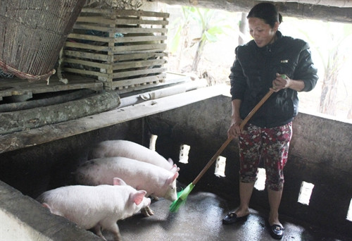 Chị Trương Thị Lý ở xã Nghĩa Hưng, huyện Nghĩa Đàn đầu tư vốn vay 30 triệu đồng vào chăn nuôi lợn, nay đã thoát nghèo Chị Trương Thị Lý ở xã Nghĩa Hưng, huyện Nghĩa Đàn đầu tư vốn vay 30 triệu đồng vào chăn nuôi lợn, nay đã thoát nghèo