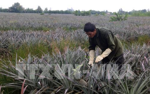 Rẫy dứa 1 ha của anh Từ Quốc Tuấn, ấp Phước Minh, xã Vĩnh Phước A sắp đến kỳ thu hoạch. Ảnh: Lê Huy Hải - TTXVN Rẫy dứa 1 ha của anh Từ Quốc Tuấn, ấp Phước Minh, xã Vĩnh Phước A sắp đến kỳ thu hoạch. Ảnh: Lê Huy Hải - TTXVN